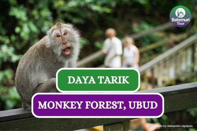 4 Daya Tarik dan Panduan ke Monkey Forest Ubud